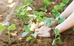 Nourish – An Organic Village Excursion and Healthy Cooking Class