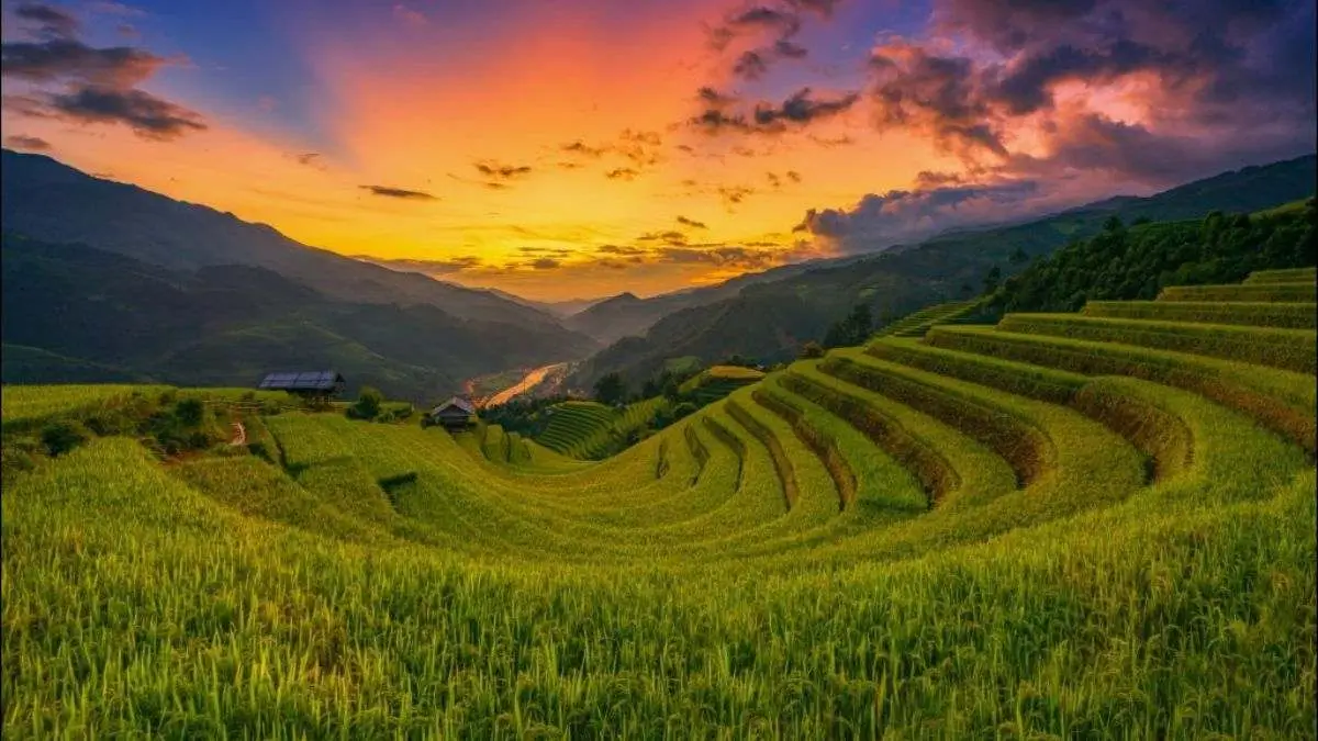 Vietnam is renowned for its diverse range of plant-based foods